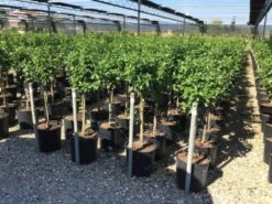 Sneeuwbal Op Stam (Viburnum Tinus 'Eve Price') -Garden Plants Series Store viburnum tinus eve price 50cm stem 1