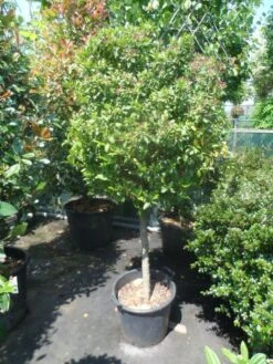 Sneeuwbal Op Stam (Viburnum Tinus 'Eve Price') -Garden Plants Series Store viburnum tinus eve price 70 80stam c50 extra 1