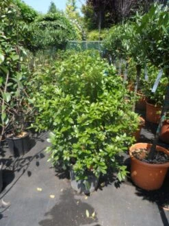 Groenblijvende Sneeuwbal (Viburnum Tinus 'Eve Price') -Garden Plants Series Store viburnum tinus eve price 80 100 c20 1