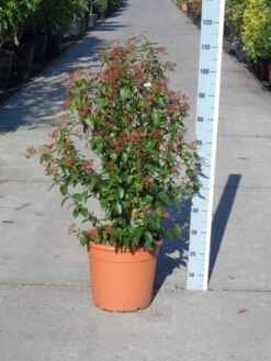 Groenblijvende Sneeuwbal (Viburnum Tinus 'Eve Price') -Garden Plants Series Store viburnum tinus eve price 80 100 c20