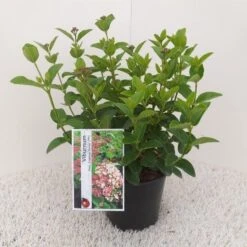 Sneeuwbal (Viburnum Tinus 'Lisa Rose') -Garden Plants Series Store viburnum tinus lisarose 1