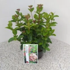 Sneeuwbal (Viburnum Tinus 'Lisa Rose') -Garden Plants Series Store viburnum tinus lisarose pbr 1