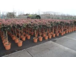Sneeuwbal Op Stam (Viburnum Tinus 'Eve Price') -Garden Plants Series Store viburnum tinus op stam 2 1
