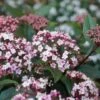 Sneeuwbal (Viburnum Tinus 'Spirit') -Garden Plants Series Store viburnum tinus spirit 05 1