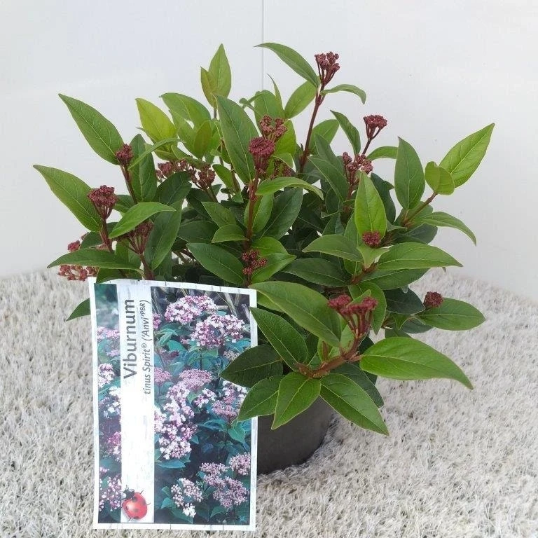 Sneeuwbal (Viburnum Tinus 'Spirit') 12 Sneeuwbal (Viburnum Tinus 'Spirit') - Image 10