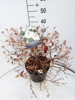 Sneeuwbal (Viburnum Plicatum 'Watanabe') -Garden Plants Series Store viburnum watanabe c10 v02 2