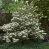 Japanse Sneeuwbal (Viburnum Plicatum 'Tomentosum') -Garden Plants Series Store viburnumplictomentosumvi01