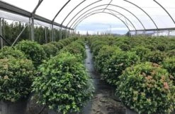 Sneeuwbal Als Bolvorm (Viburnum Tinus 'Eve Price') -Garden Plants Series Store viburnumtinuseveprice 2