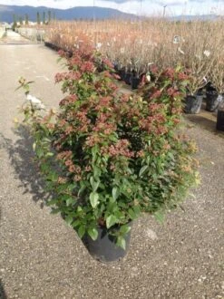 Sneeuwbal Als Bolvorm (Viburnum Tinus 'Spirit') -Garden Plants Series Store viburnumtinusspiritbol01