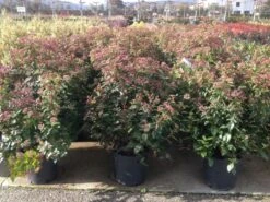 Sneeuwbal Als Bolvorm (Viburnum Tinus 'Spirit') -Garden Plants Series Store viburnumtinusspiritbol02 1