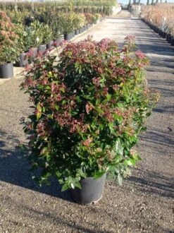 Sneeuwbal Als Bolvorm (Viburnum Tinus 'Spirit') -Garden Plants Series Store viburnumtinusspiritbol03