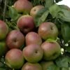 Perenboom (Pyrus Communis 'Zoete Brederode') -Garden Plants Series Store vima04570