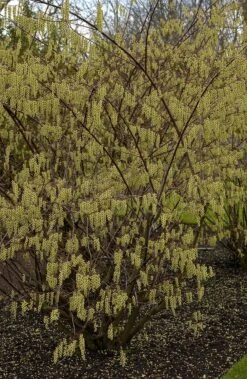 Staartaar (Stachyurus Praecox) -Garden Plants Series Store vima04862 1 1