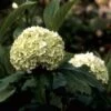 Sneeuwbal (Viburnum Opulus 'Roseum') -Garden Plants Series Store vioroseu 9 1