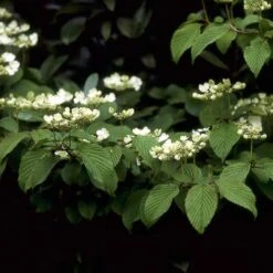 Sneeuwbal (Viburnum Plicatum 'Mariesii') -Garden Plants Series Store vipmarie 10