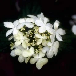Sneeuwbal (Viburnum Plicatum 'Watanabe') -Garden Plants Series Store vipwatan 8 1