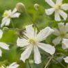 Bosrank (Clematis 'Paul Farges') -Garden Plants Series Store visi104254 1