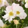 Roos (Rosa 'Sally Holmes') -Garden Plants Series Store visi116005 2