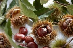 Tamme Kastanje Als Halfstam (Castanea Sativa) -Garden Plants Series Store visi121584 1