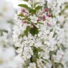 Grote Sierappel (Malus 'Evereste') -Garden Plants Series Store visi126059