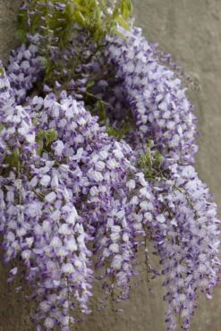 Blauweregen (Wisteria Floribunda 'Domino')