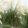 Pampasgras (Cortaderia Selloana 'Senior') -Garden Plants Series Store visi134514