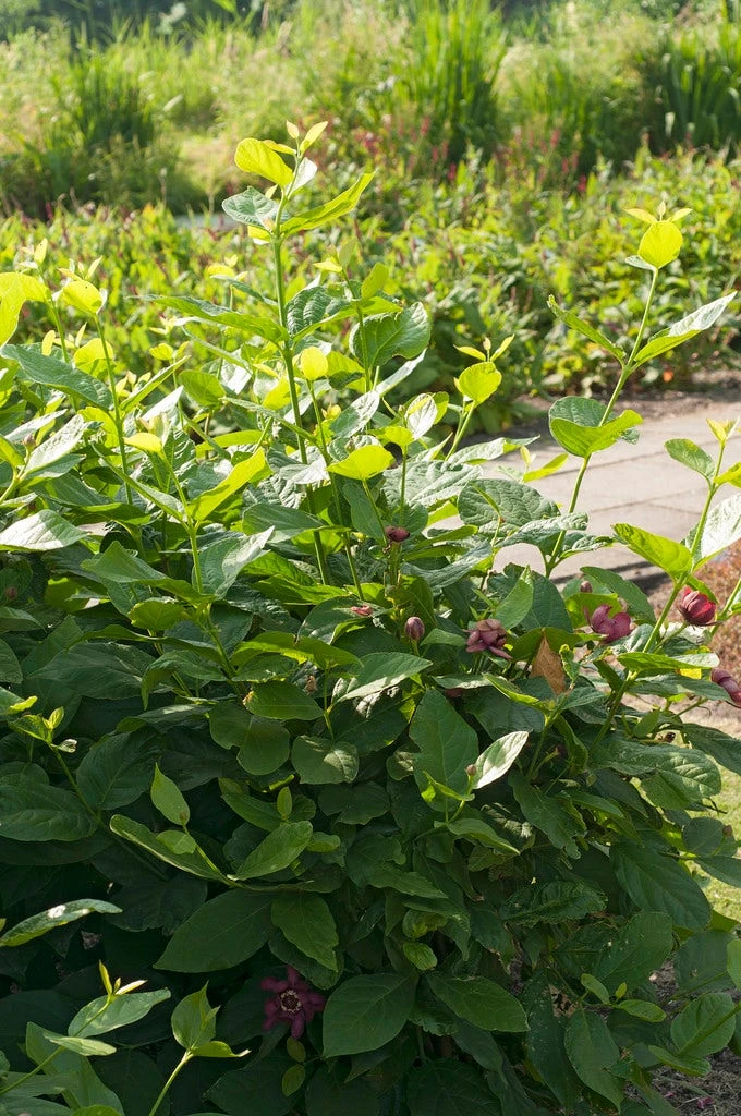Specerijstruik (Calycanthus 'Aphrodite') 4 Specerijstruik (Calycanthus 'Aphrodite') - Image 2