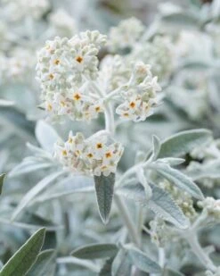 Vlinderstruik (Buddleja 'Silver Anniversary') -Garden Plants Series Store visi185925