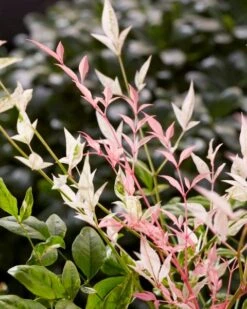 Hemelse Bamboe (Nandina Domestica 'Twilight') 7 Hemelse Bamboe (Nandina Domestica 'Twilight') -Garden Plants Series Store visi197307