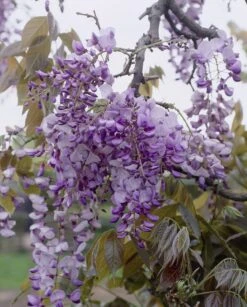Japanse Blauwe Regen (Wisteria Floribunda 'Macrobotrys') -Garden Plants Series Store visi27503