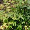 Japanse Esdoorn (Acer Palmatum 'Bi Hoo') -Garden Plants Series Store visi69011