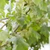 Muskaatdruif (Vitis Vinifera ‘Moscato Bianco’) -Garden Plants Series Store vitis 1