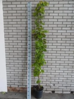 Sierdruif (Vitis Coignetiae) -Garden Plants Series Store vitis coignetiae 175 200 c10