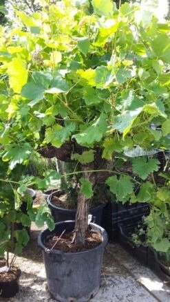 Druif, Op Stam (Vitis Vinifera) -Garden Plants Series Store vitis op stam01