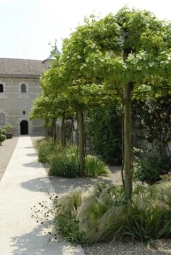 Druif Als Dakboom (Vitis Vinifera)