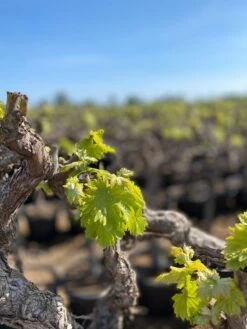 Druif, Op Stam (Vitis Vinifera) -Garden Plants Series Store vitis vinifera