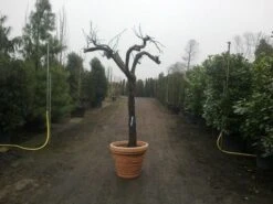 Druif, Op Stam (Vitis Vinifera) -Garden Plants Series Store vitis vinifera 30 40 c200 solitair extra