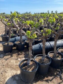 Druif, Op Stam (Vitis Vinifera) -Garden Plants Series Store vitis vinifera 45l