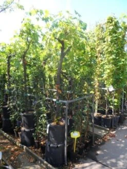 Druif, Op Stam (Vitis Vinifera) -Garden Plants Series Store vitis vinifera halfstam 12 14 16