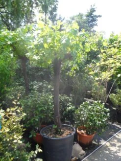Druif, Op Stam (Vitis Vinifera) -Garden Plants Series Store vitis vinifera halfstam 20 30