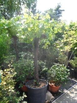 Druif, Op Stam (Vitis Vinifera) -Garden Plants Series Store vitis vinifera halfstam 20 30 1