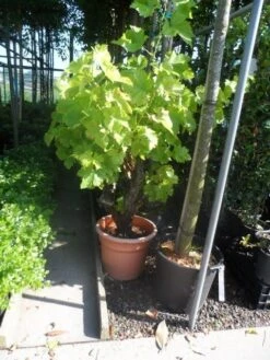 Druif, Op Stam (Vitis Vinifera) -Garden Plants Series Store vitis vinifera oude stam c25