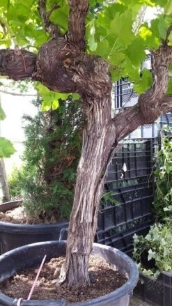 Druif, Op Stam (Vitis Vinifera) -Garden Plants Series Store vitisopstam03