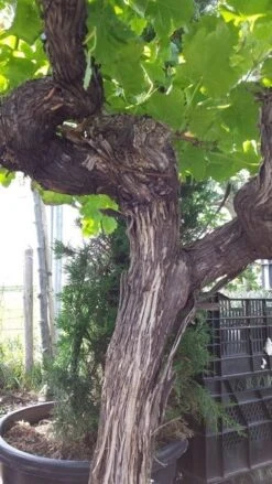 Druif, Op Stam (Vitis Vinifera) -Garden Plants Series Store vitisopstam04