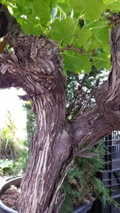 Druif, Op Stam (Vitis Vinifera) -Garden Plants Series Store vitisopstam05