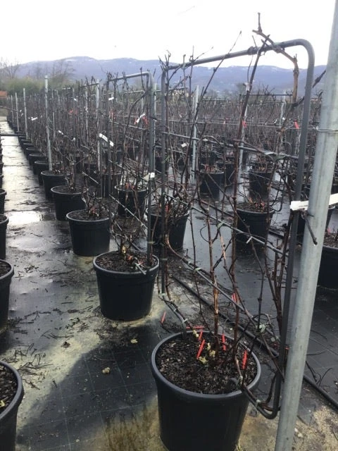 Witte Druif Als Leivorm (Vitis Vinifera 'Suzi') 4 Witte Druif Als Leivorm (Vitis Vinifera 'Suzi') - Image 2