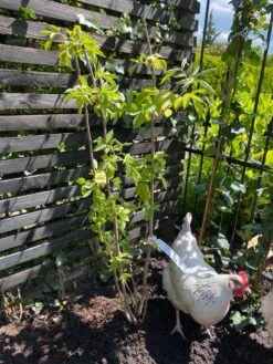 Vlier (Sambucus Nigra) -Garden Plants Series Store vlier sambucus nigra 1