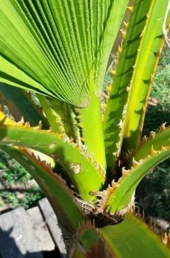 Washingtonia (Washingtonia Robusta) -Garden Plants Series Store washingtoniarobusta04