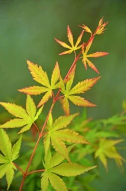 Japanse Esdoorn (Acer Palmatum 'Sangokaku') -Garden Plants Series Store wep 5072 sangokaku 1