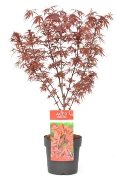 Japanse Esdoorn (Acer Palmatum 'Shaina') -Garden Plants Series Store wep 8772
